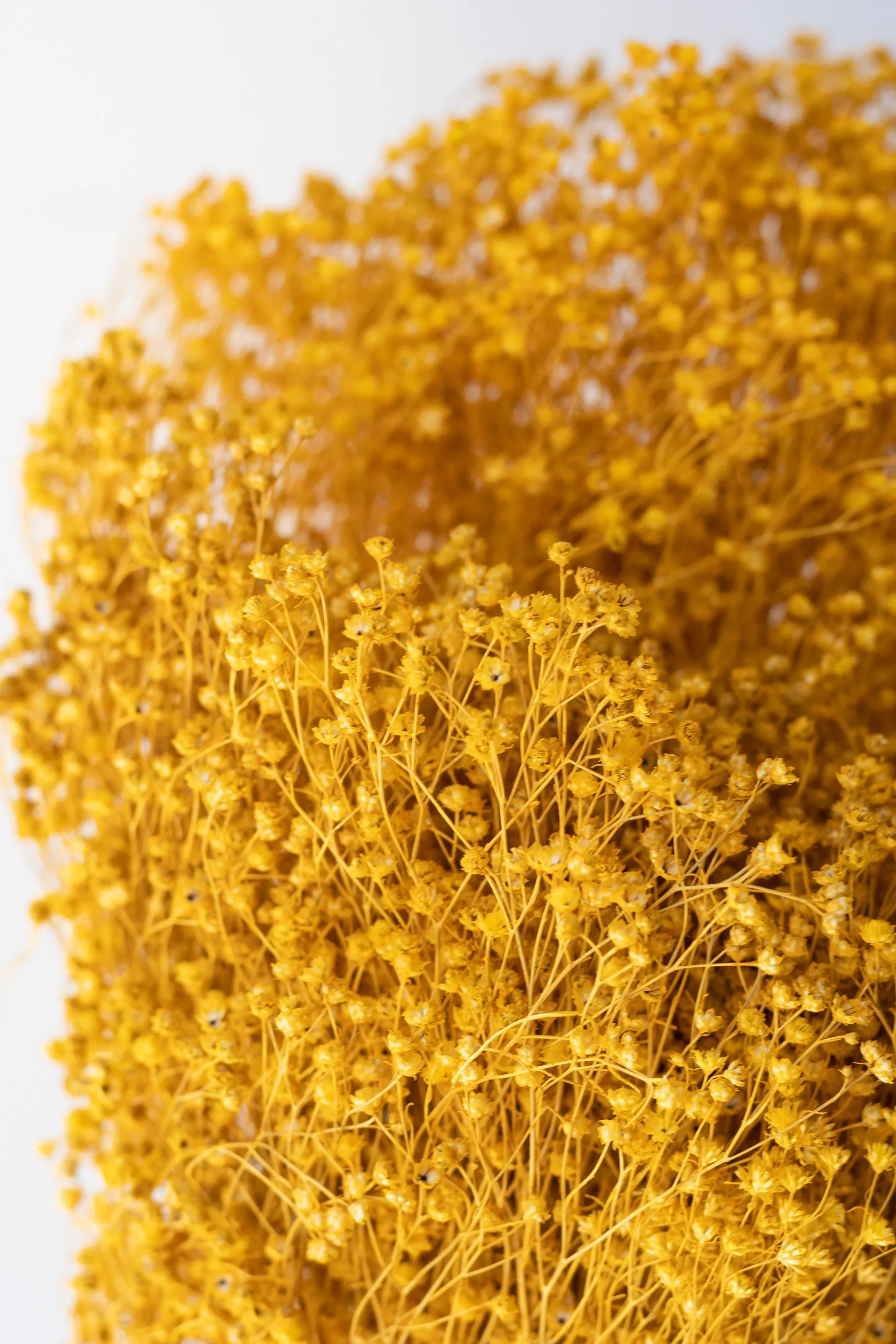 Brooms Ochre Color Preserved Bunch
