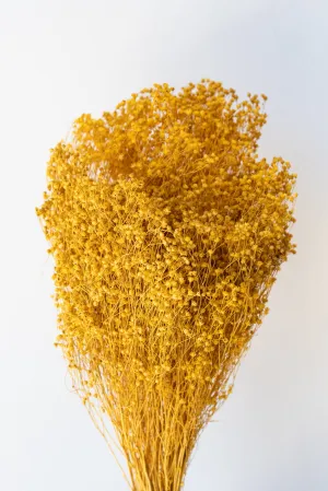 Brooms Ochre Color Preserved Bunch indoor houseplants  