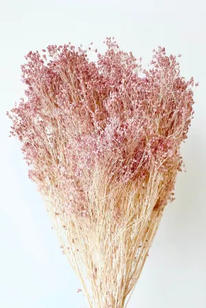 Brooms Pale Dark Pink Pastel Preserved Bunch indoor houseplants  