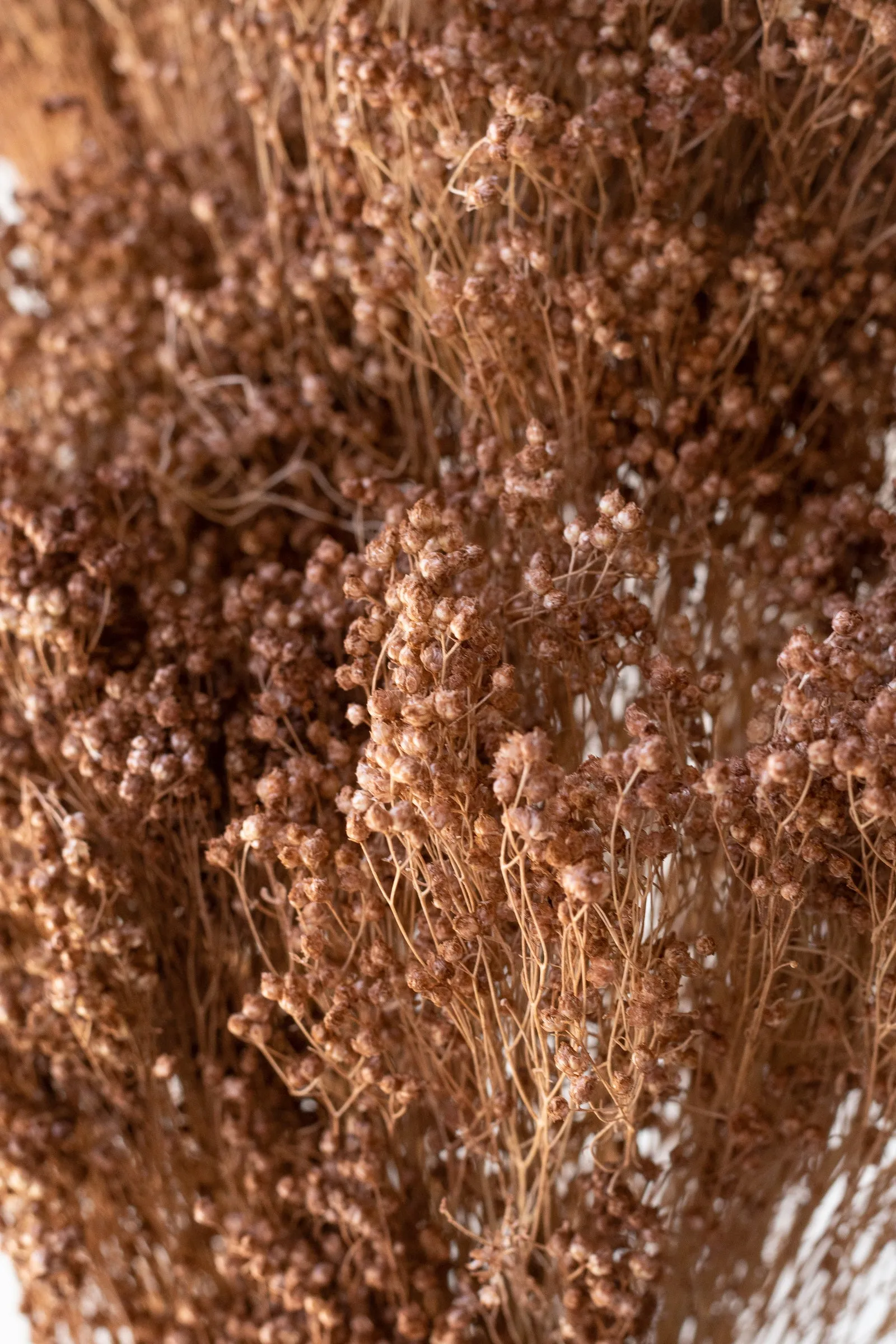 Brooms Sepia Pastel Preserved Bunch