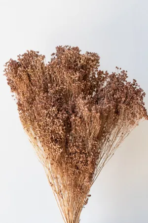 Brooms Sepia Pastel Preserved Bunch indoor houseplants  