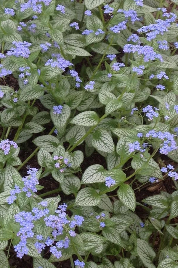 Brunnera m. 'Sea Heart' #1