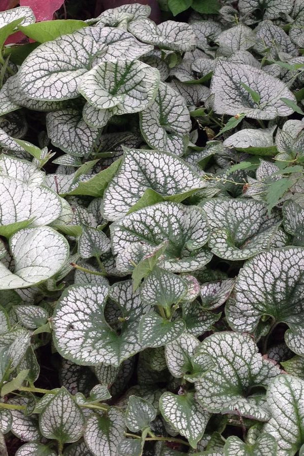 Brunnera m. 'Sea Heart' #1