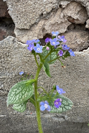 Brunnera m. 'Sea Heart' #1 decorative flowerpot  