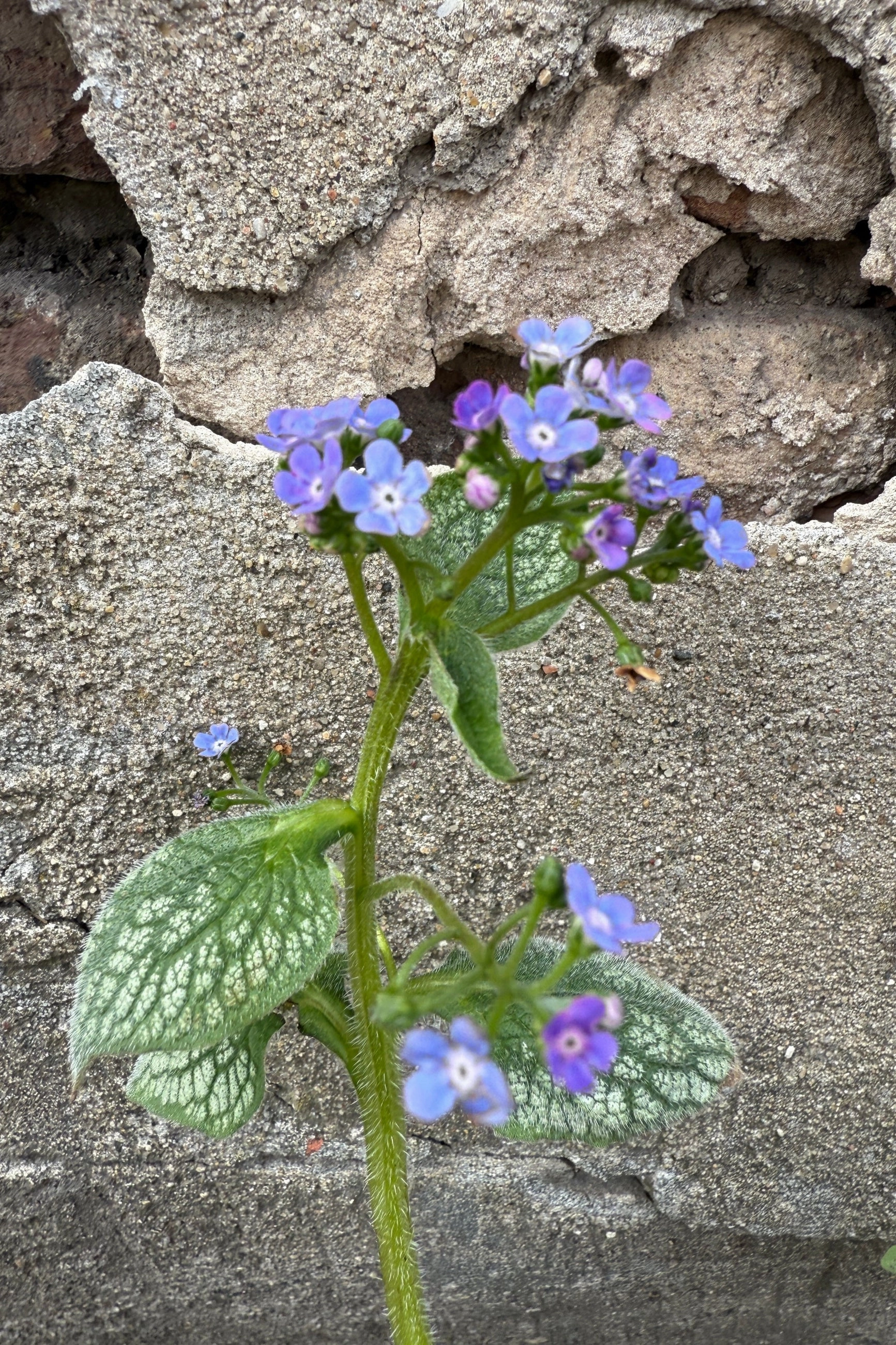 Brunnera m. 'Sea Heart' #1 decorative flowerpot  