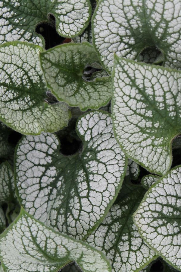Brunnera m. 'Sea Heart' #1