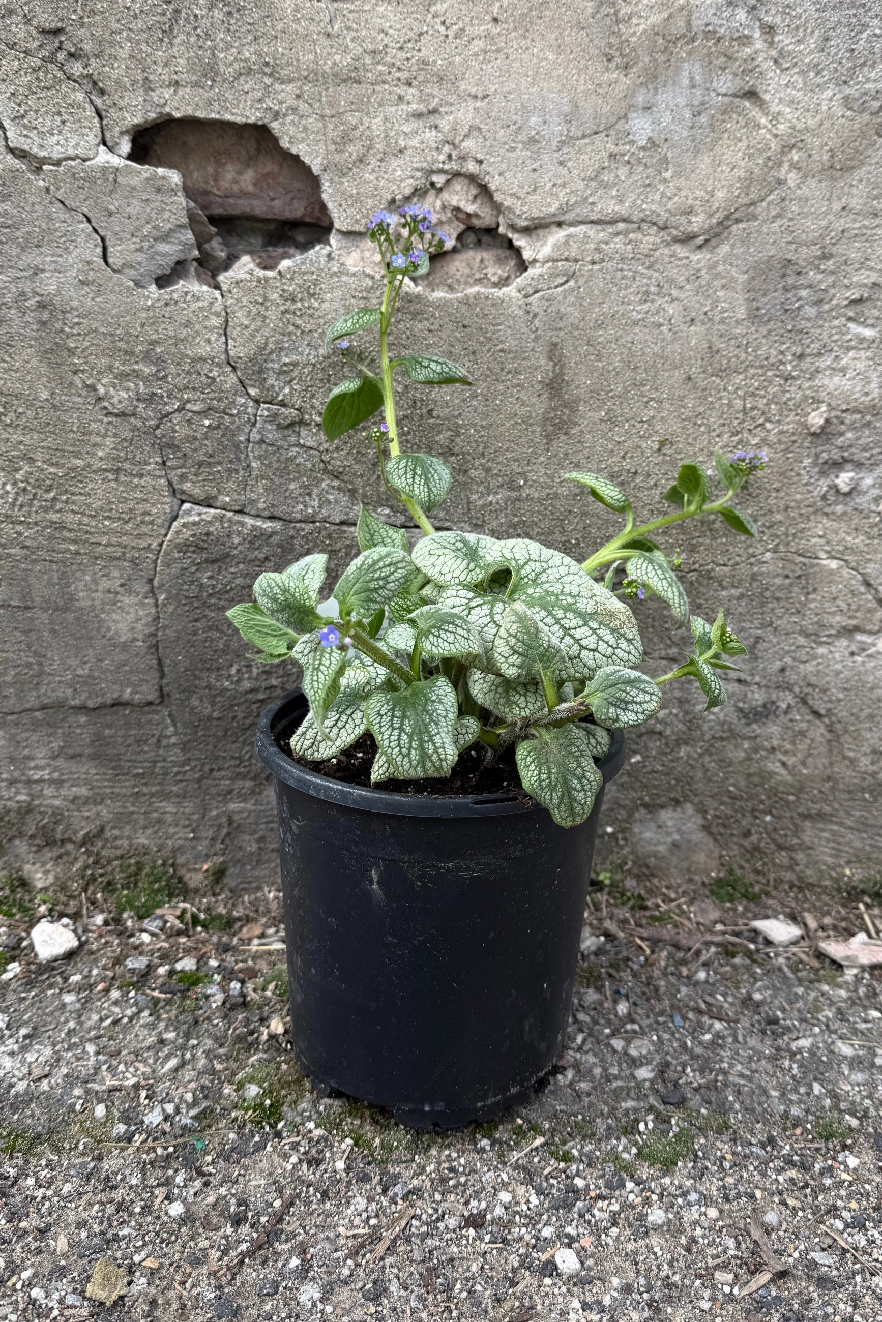 Brunnera m. 'Sea Heart' #1