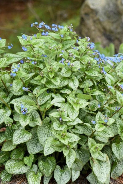 Brunnera m. 'Sterling Silver' #1