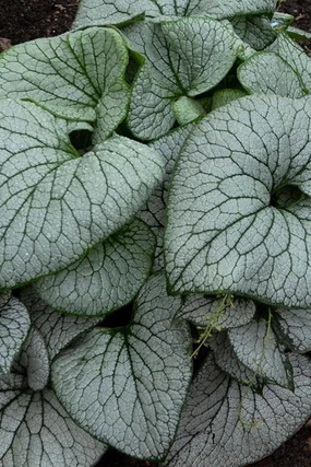 Brunnera m. 'Sterling Silver' #1 decorative flowerpot  