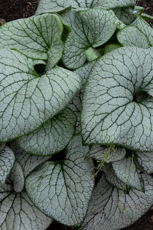 Brunnera m. 'Sterling Silver' #1 decorative flowerpot  