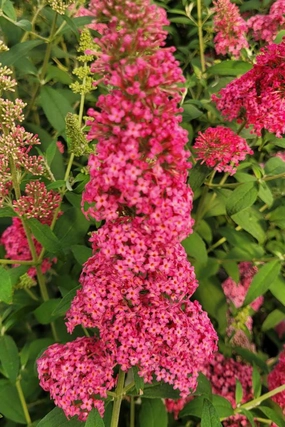 Buddleia 'Prince Charming' #3 decorative flowerpot  
