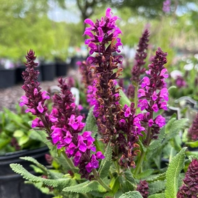Bumbleberry Salvia | Salvia nemorosa traditional flower vase  