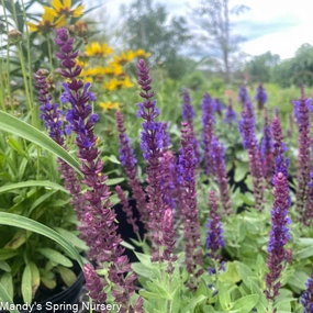 Bumbleblue Salvia | Salvia nemorosa traditional flower vase  
