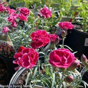 Burgundy Blush Dianthus | Dianthus 'Burgundy Blush' traditional flower vase  