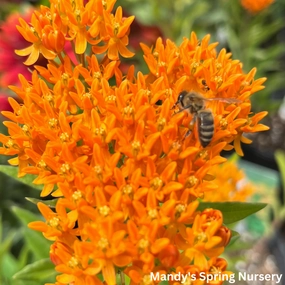 Butterfly Weed | Asclepias tuberosa traditional flower vase  