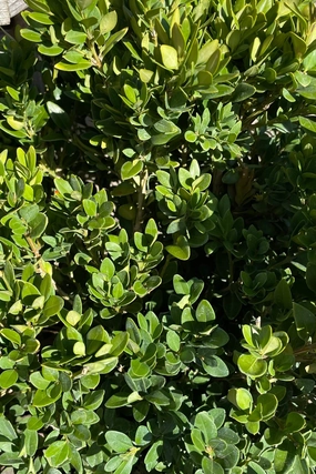 Buxus 'Chicagoland Green' #2 decorative flowerpot  