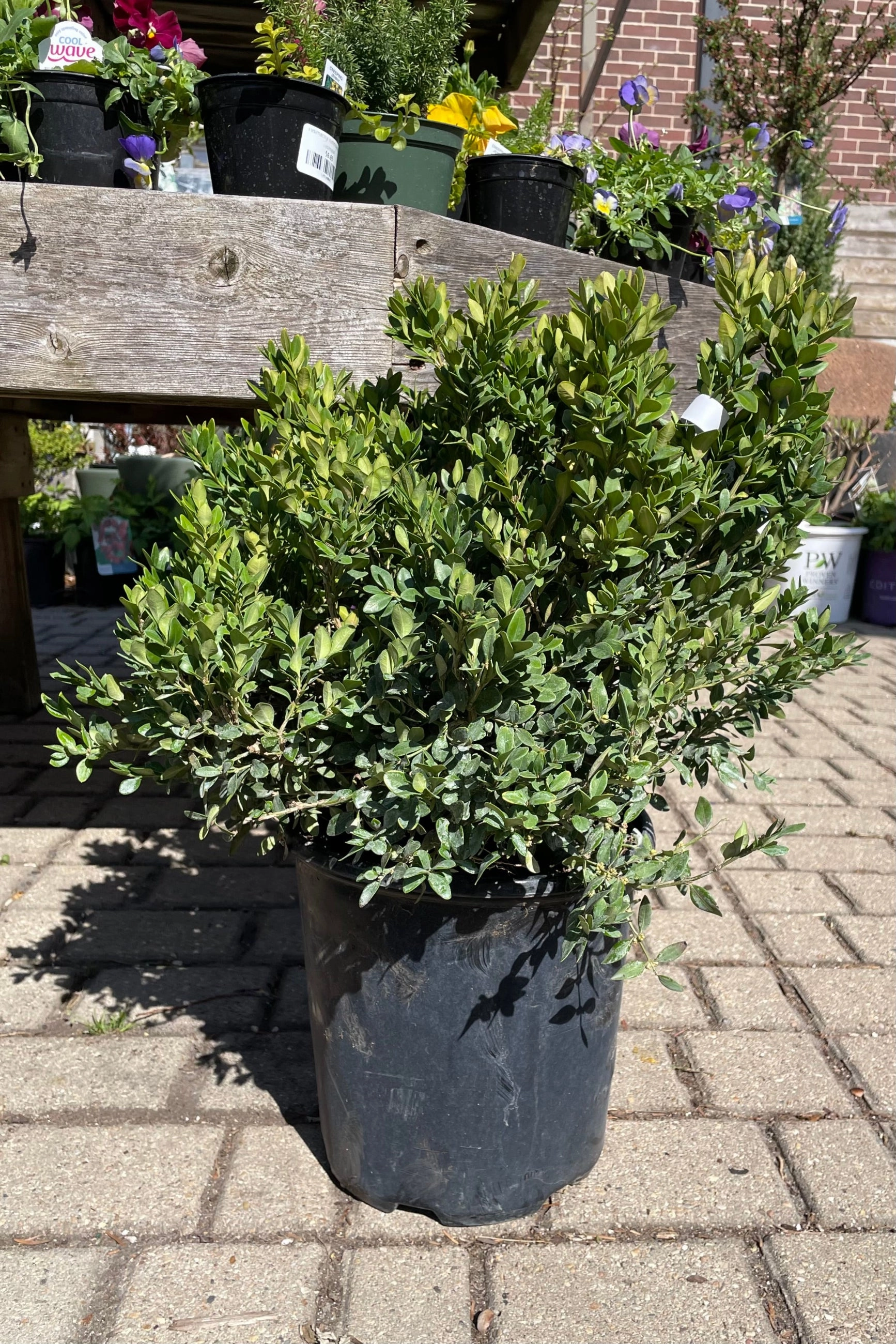 Buxus 'Chicagoland Green' #2