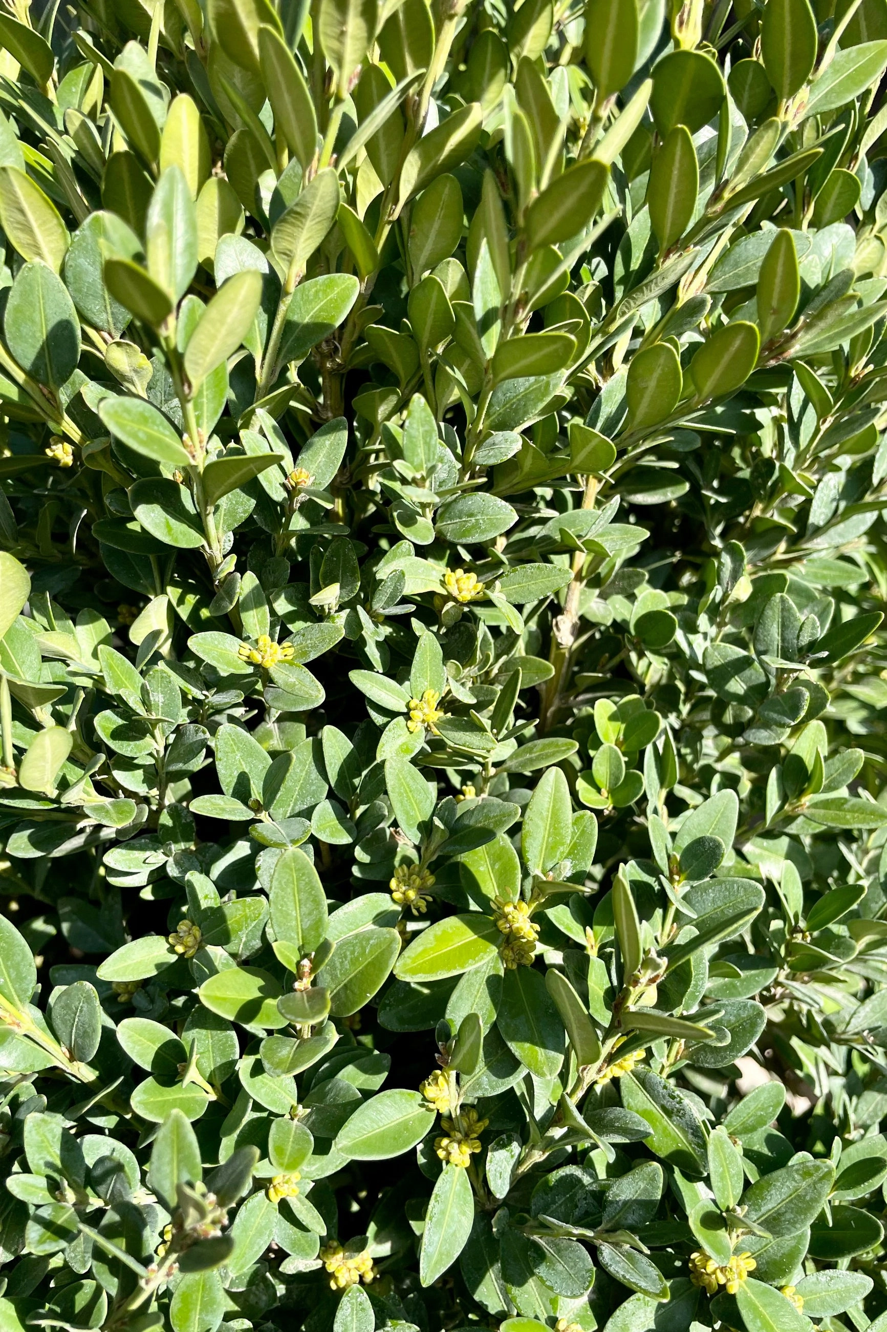 Buxus 'Green Mountain' #5