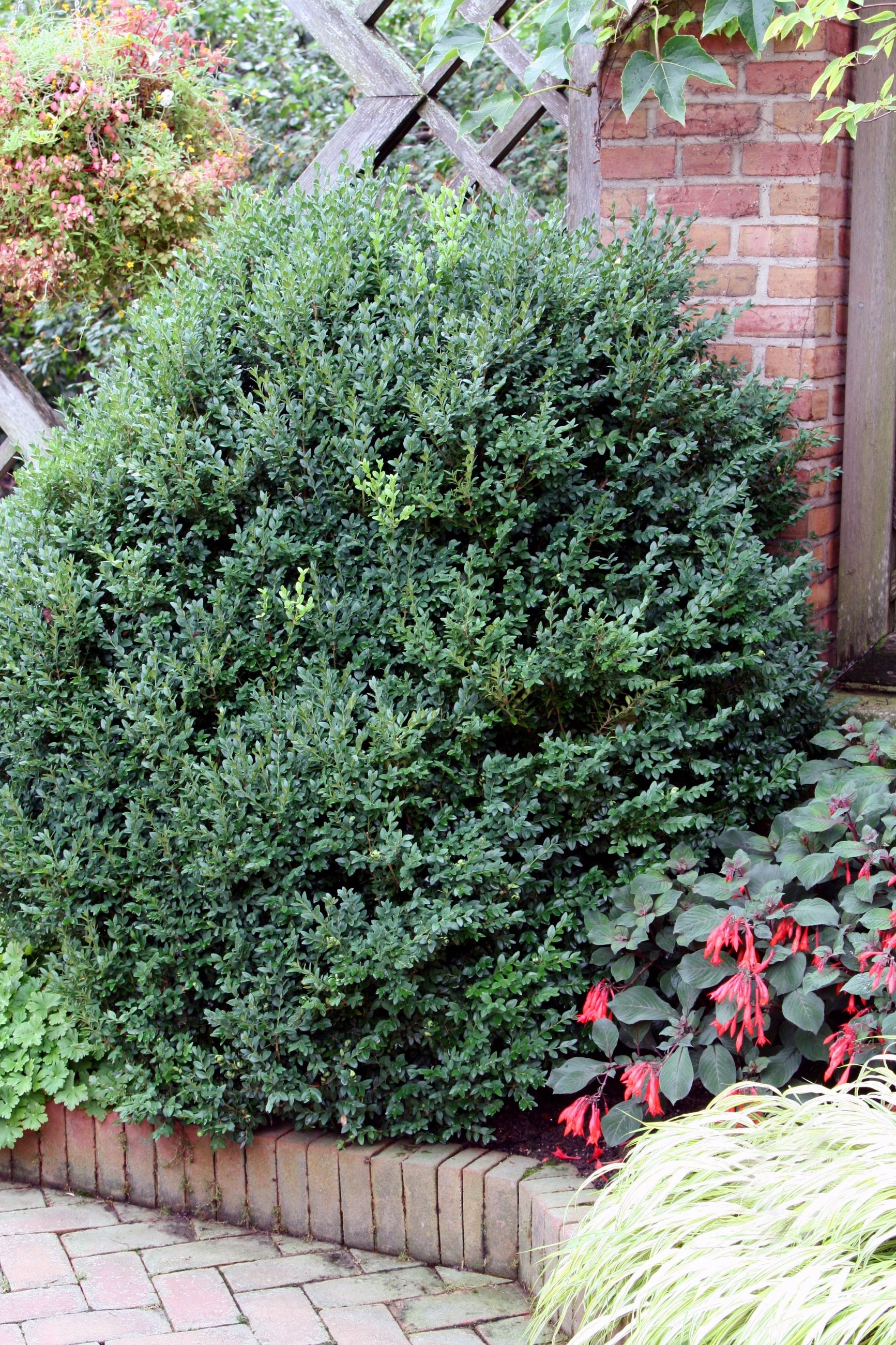 Buxus 'Green Mountain' #5