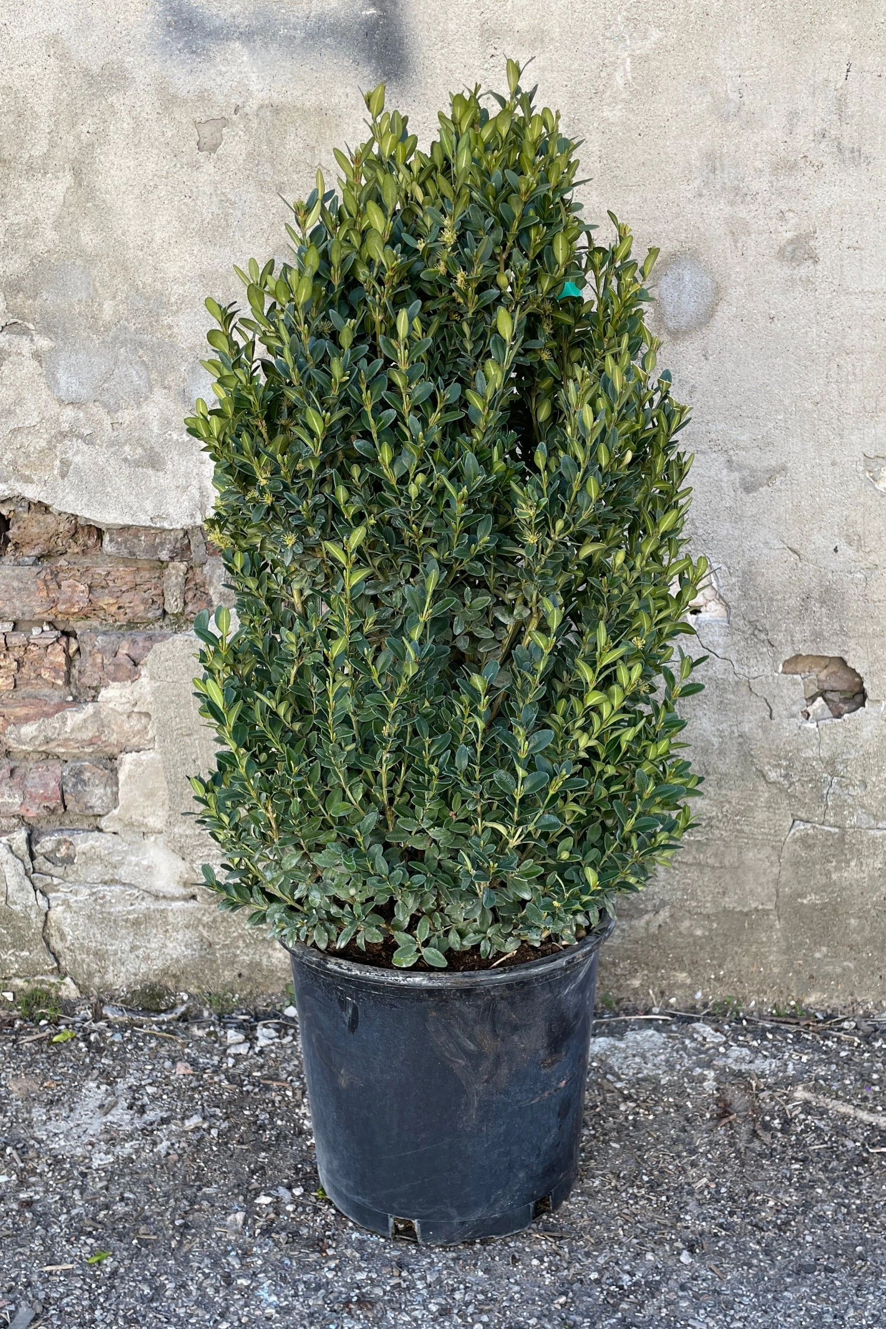 Buxus 'Green Mountain' #5