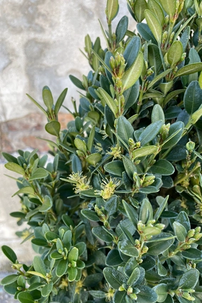 Buxus 'Green Mountain' #5 decorative flowerpot  