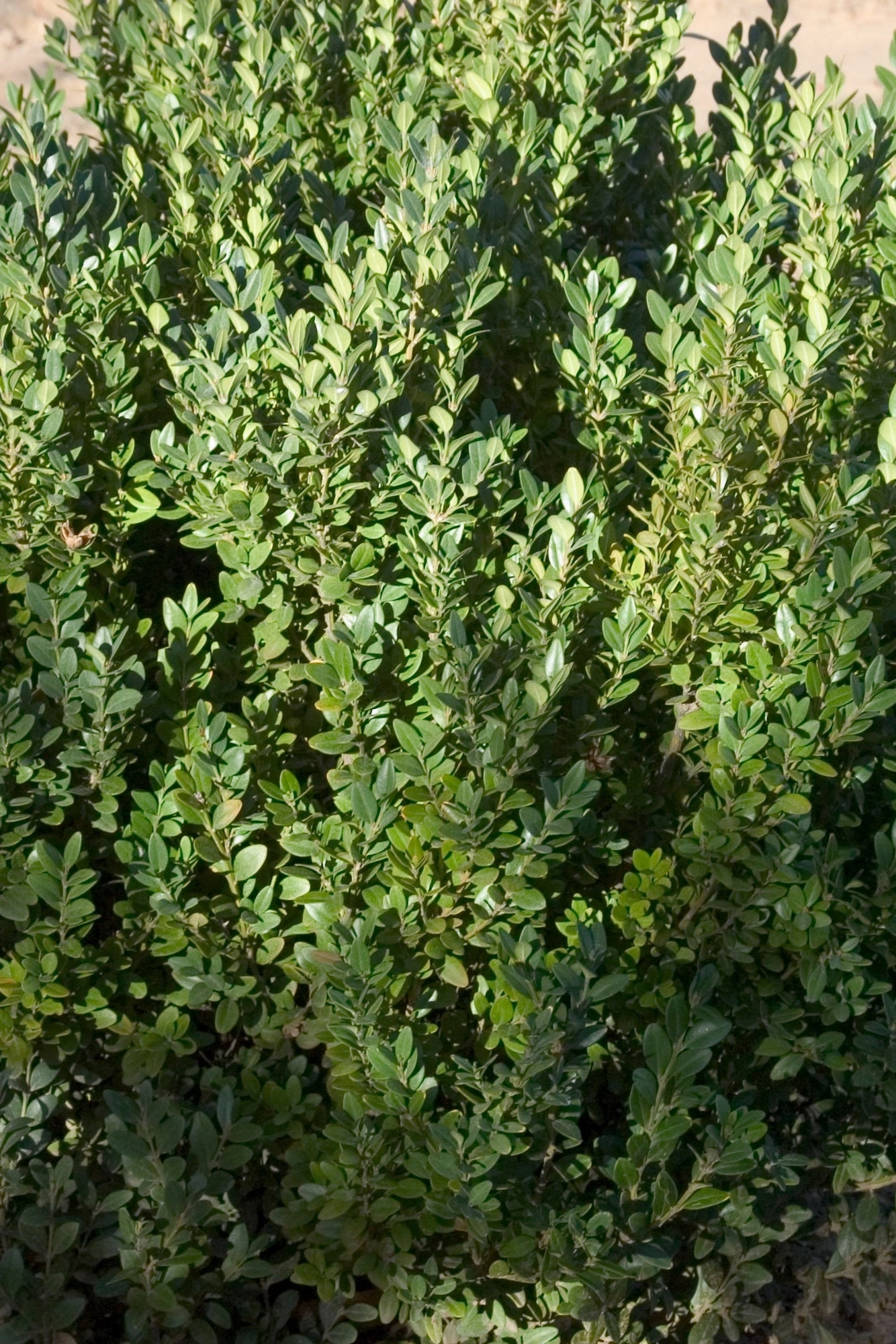Buxus 'Green Mountain' #5