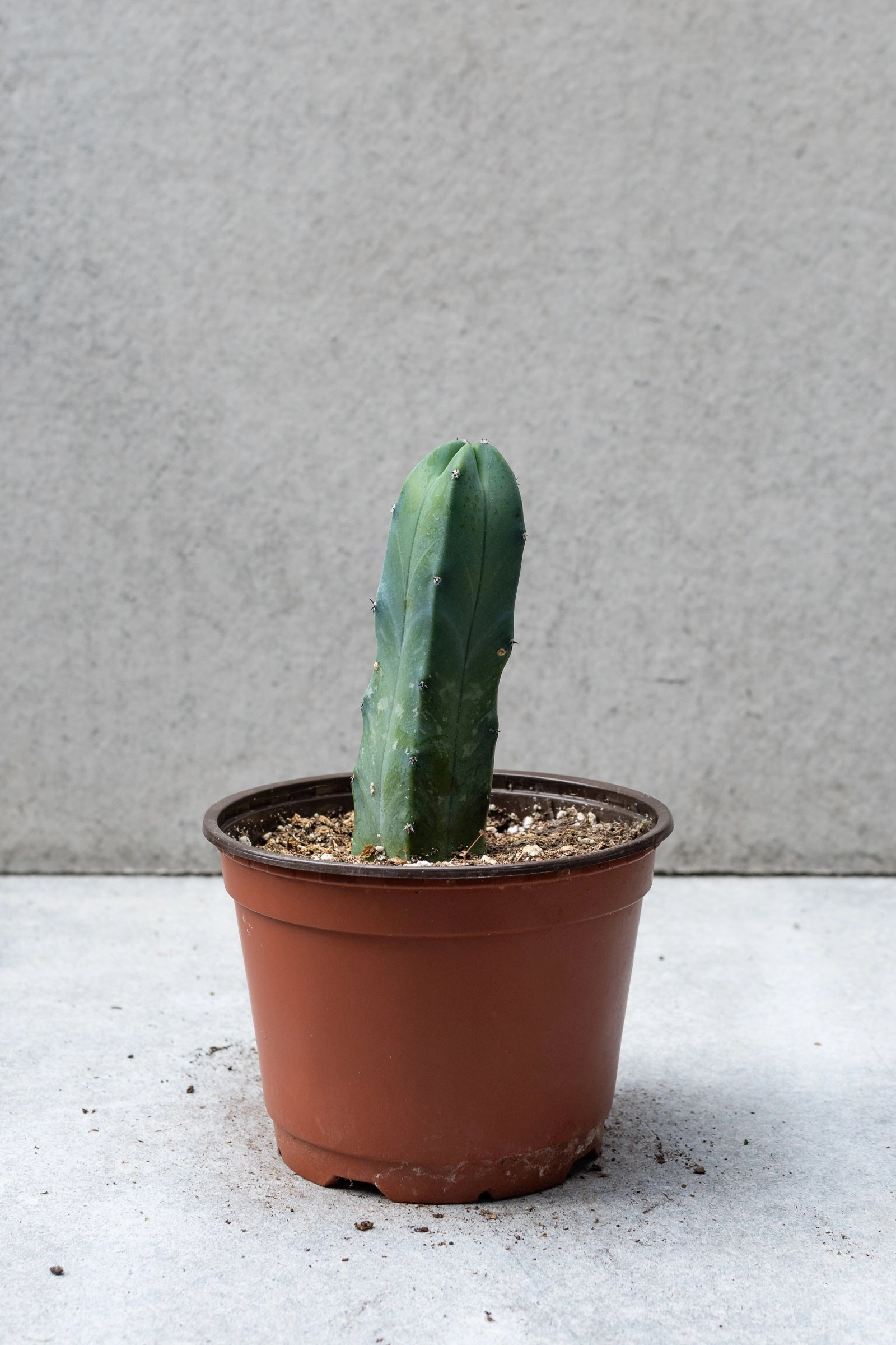 Cactus assorted 6"