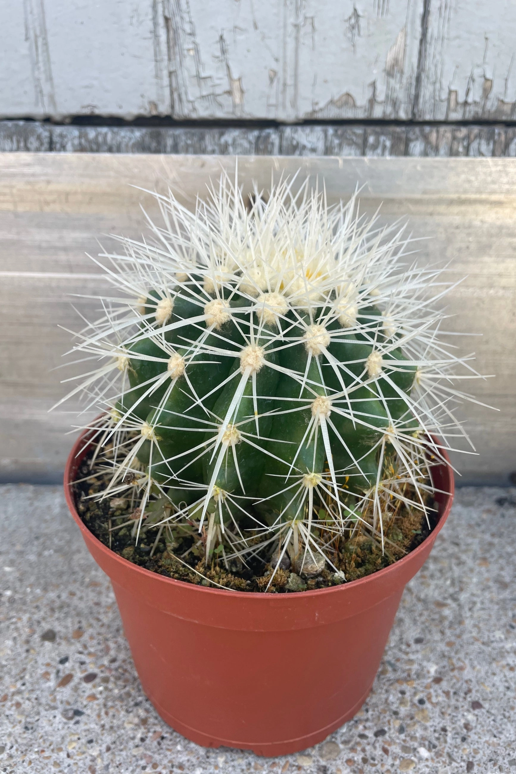Cactus assorted 6"