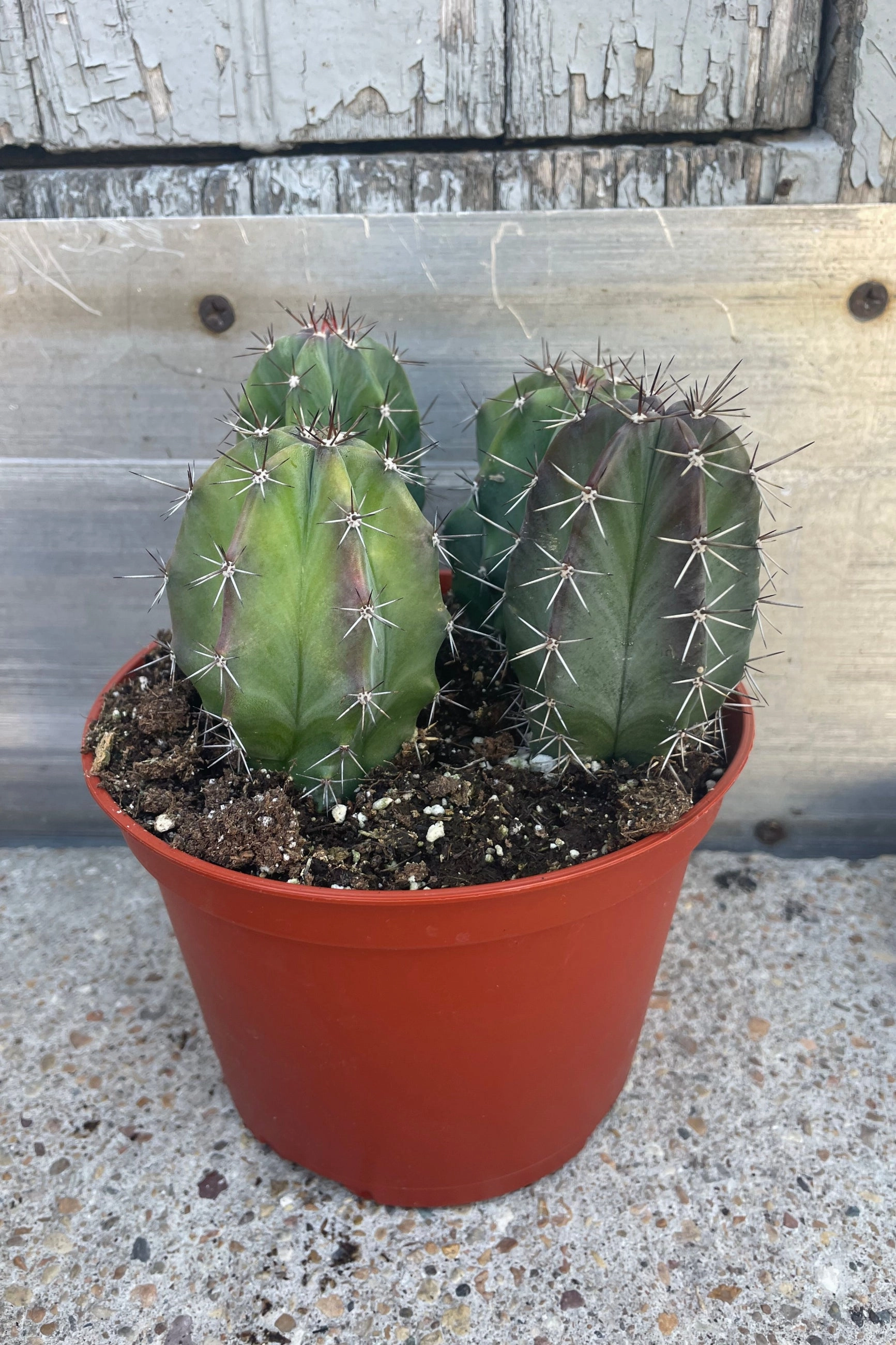 Cactus assorted 6"