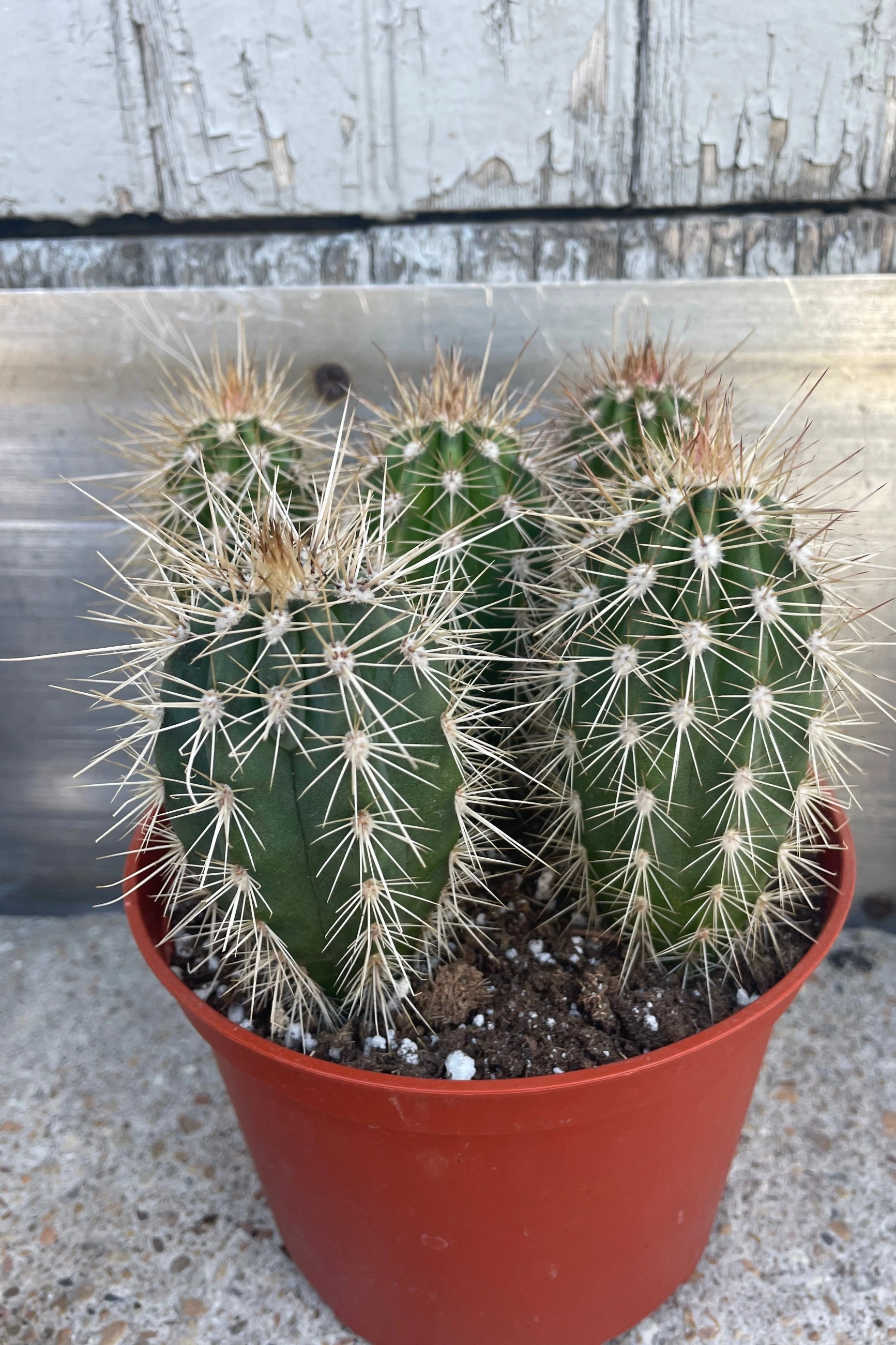 Cactus assorted 6"