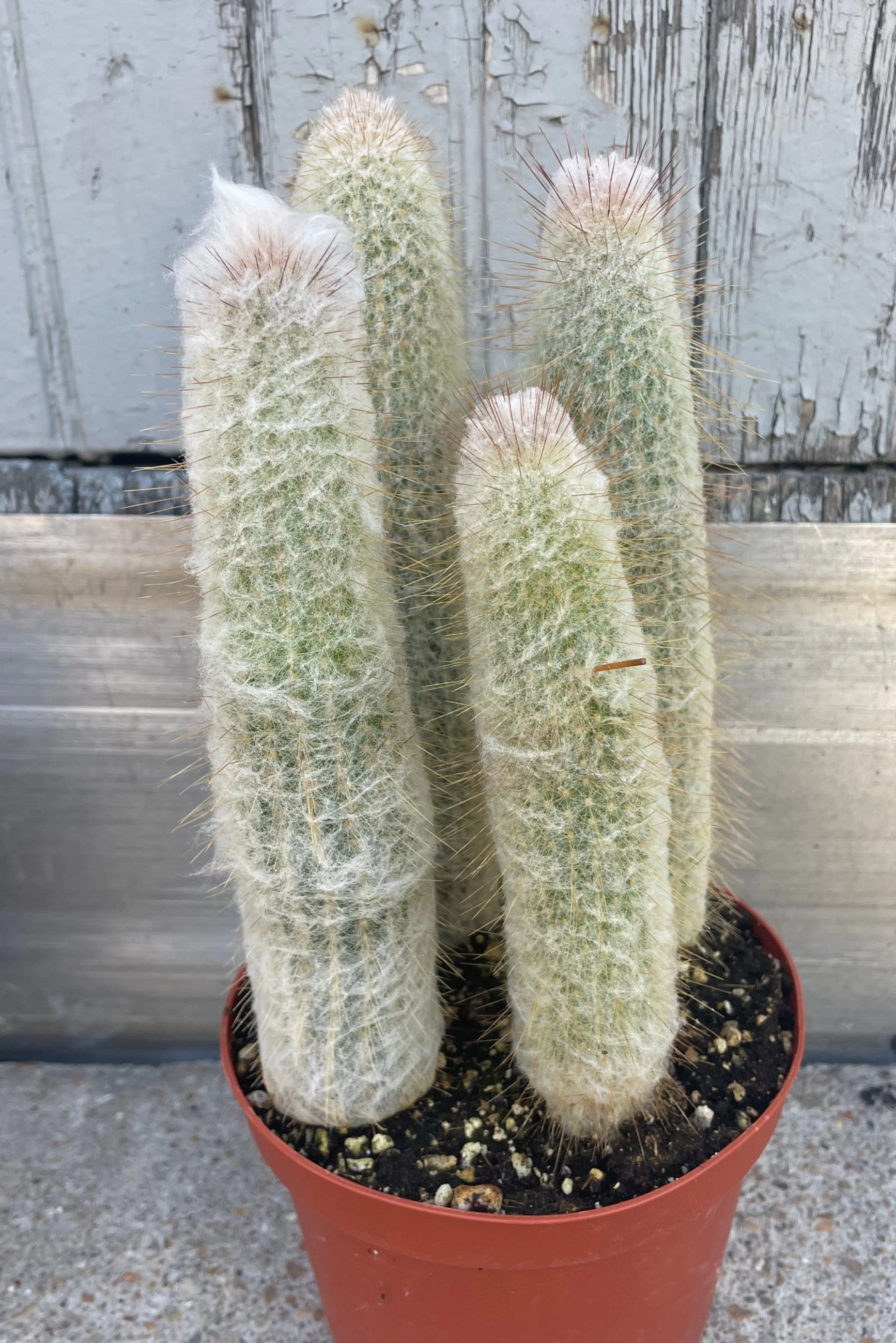 Cactus assorted 6"