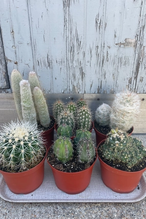 Cactus assorted 6" medium flower pot  