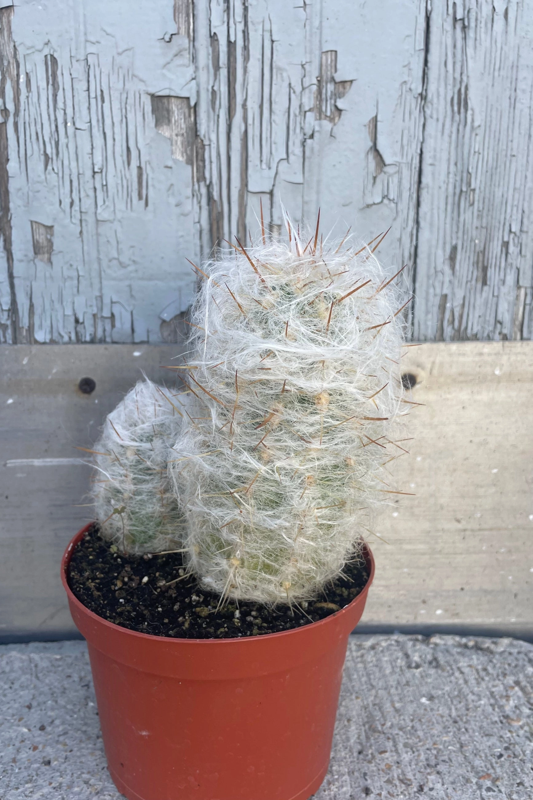 Cactus assorted 6"