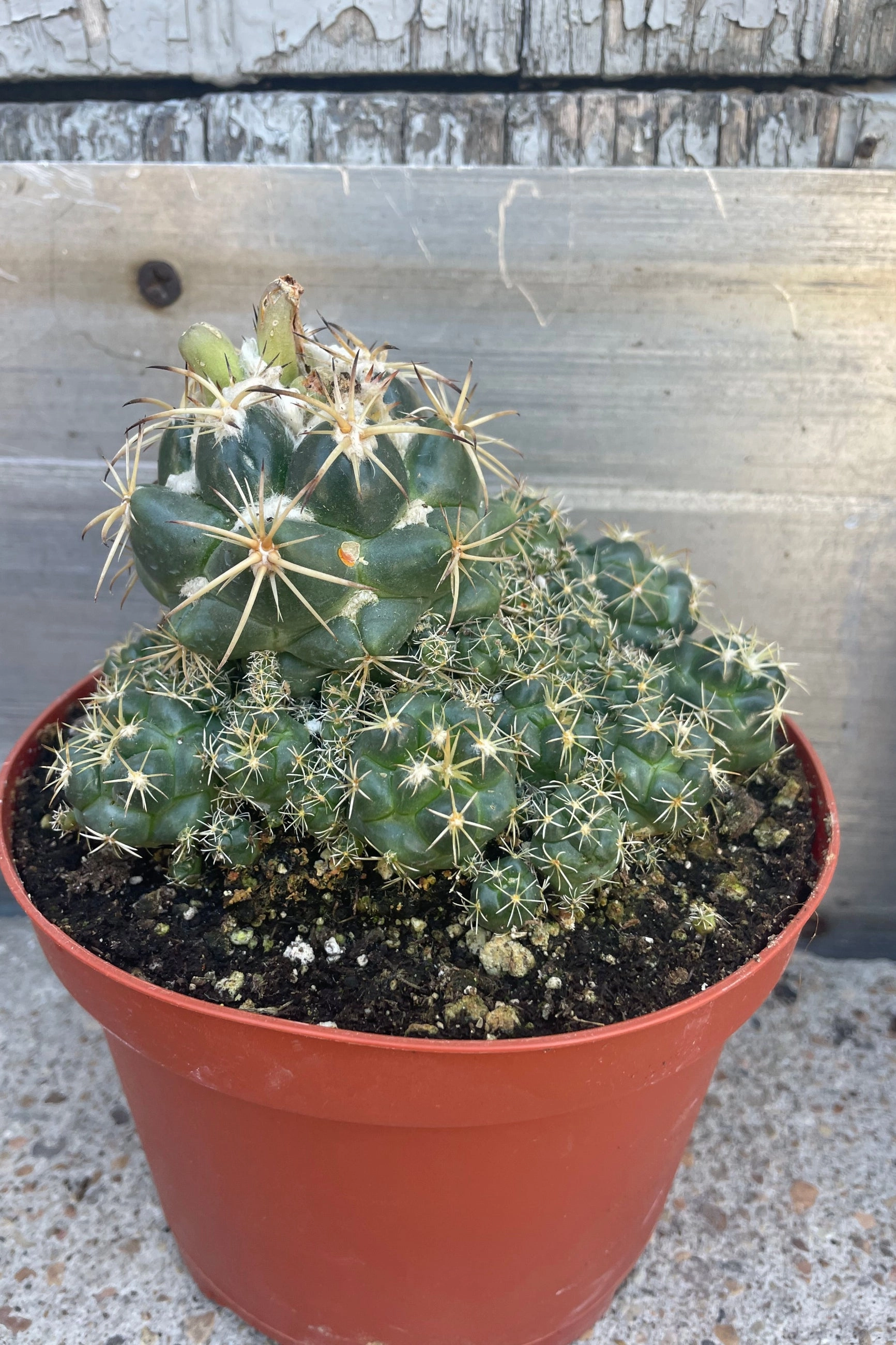 Cactus assorted 6"