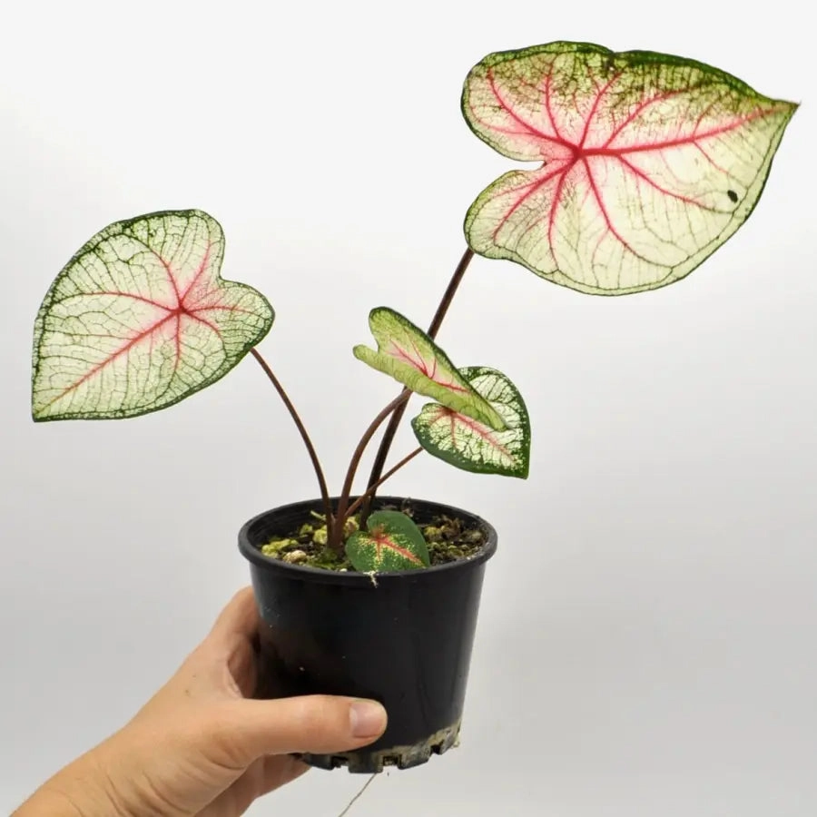 Caladium 'White Queen'
