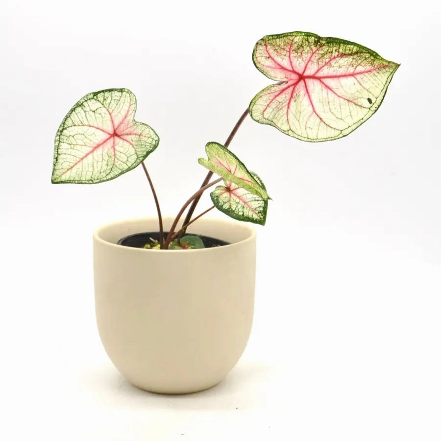 Caladium 'White Queen' large flower pot  