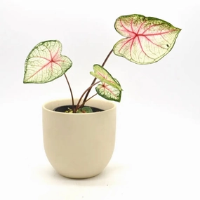 Caladium 'White Queen' large flower pot  