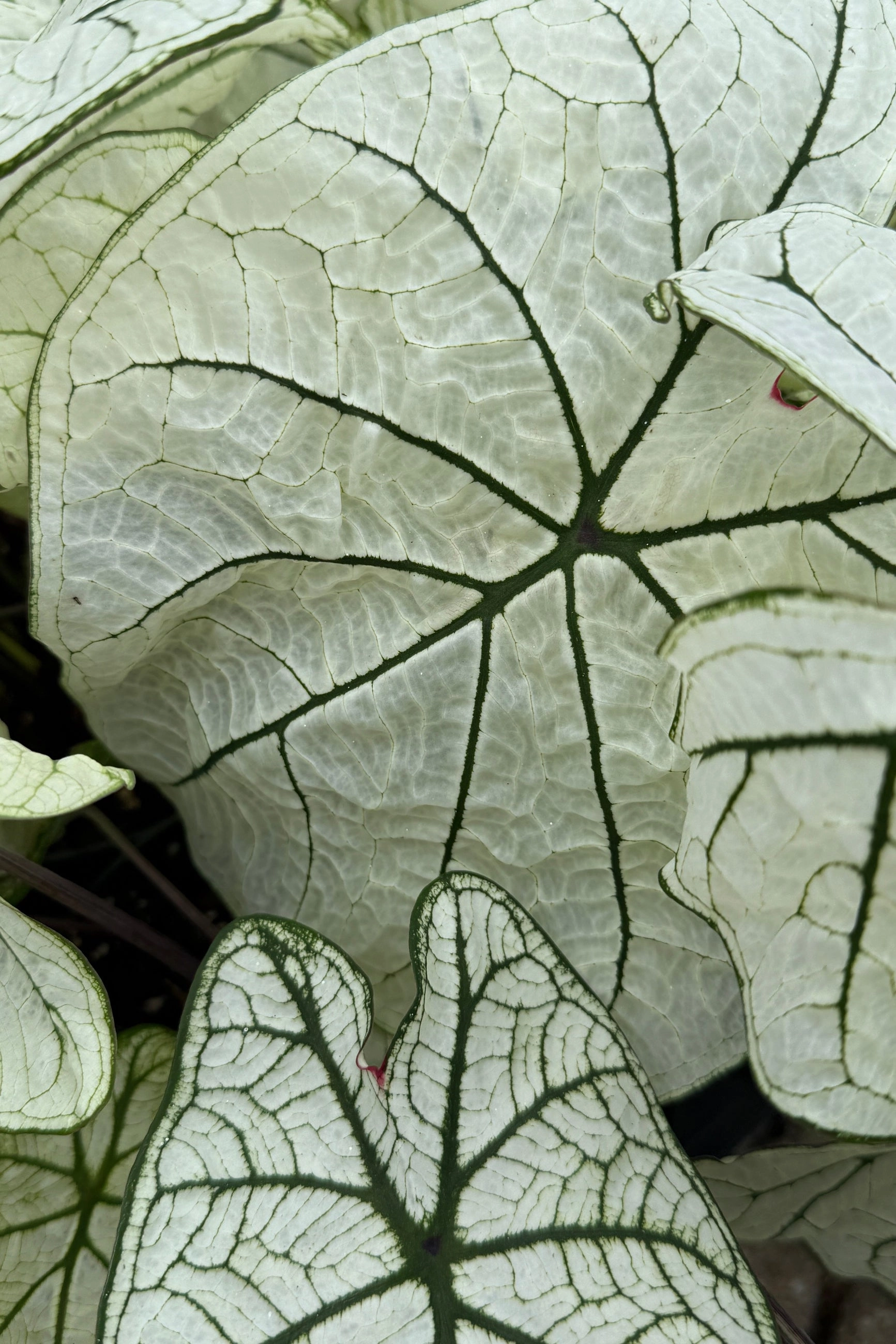 Caladium (assorted) 4.5"