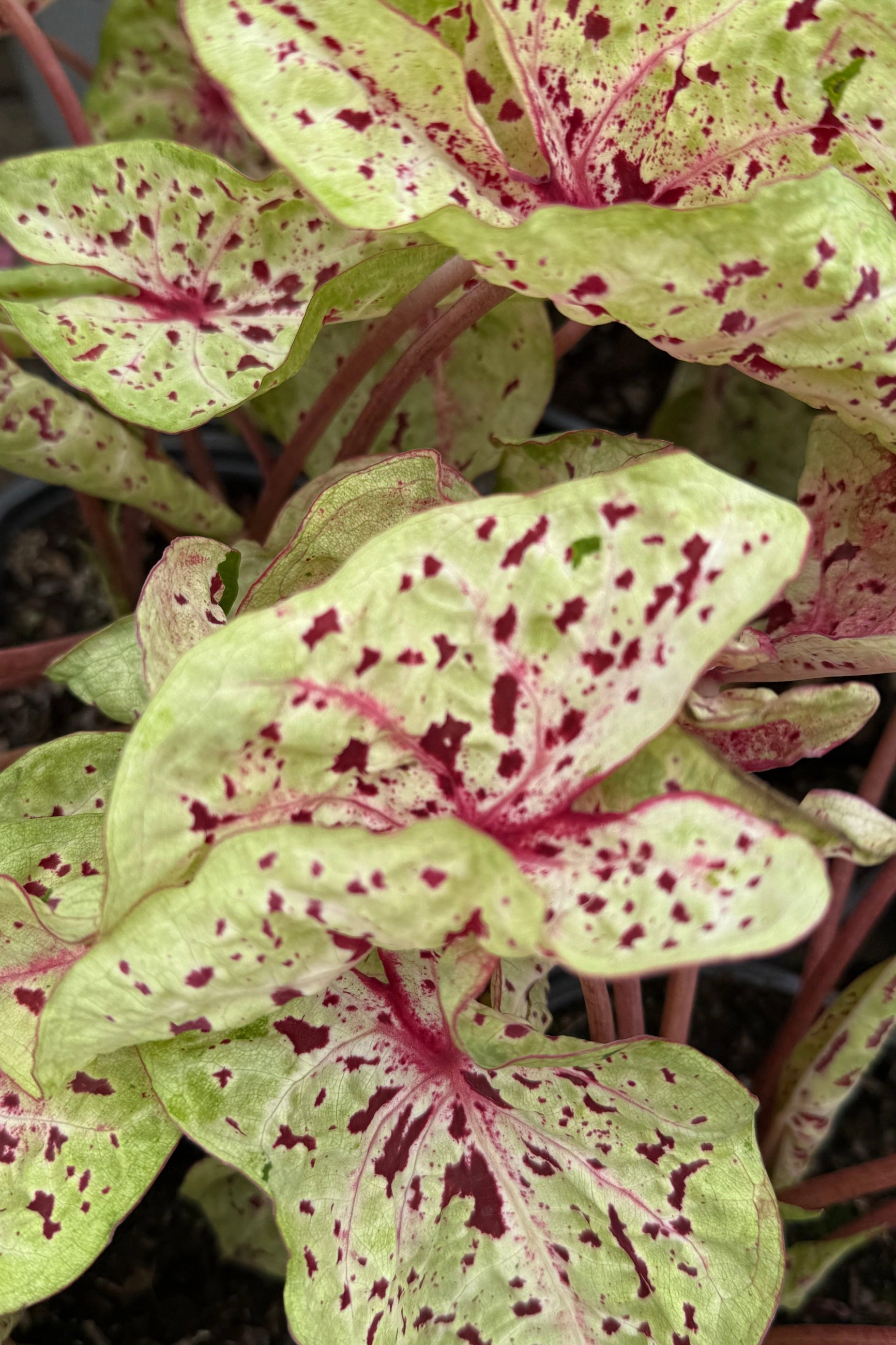 Caladium (assorted) 6"
