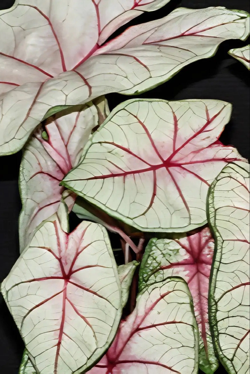 Caladium (assorted) 6"