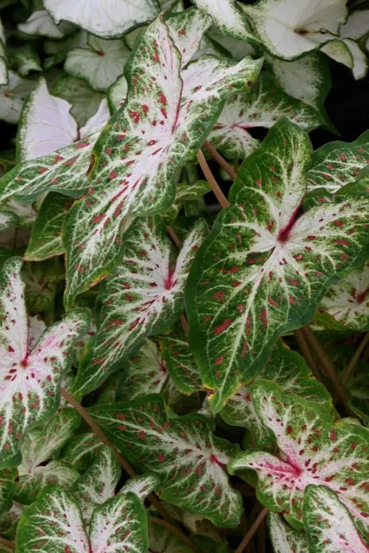 Caladium (assorted) 6"