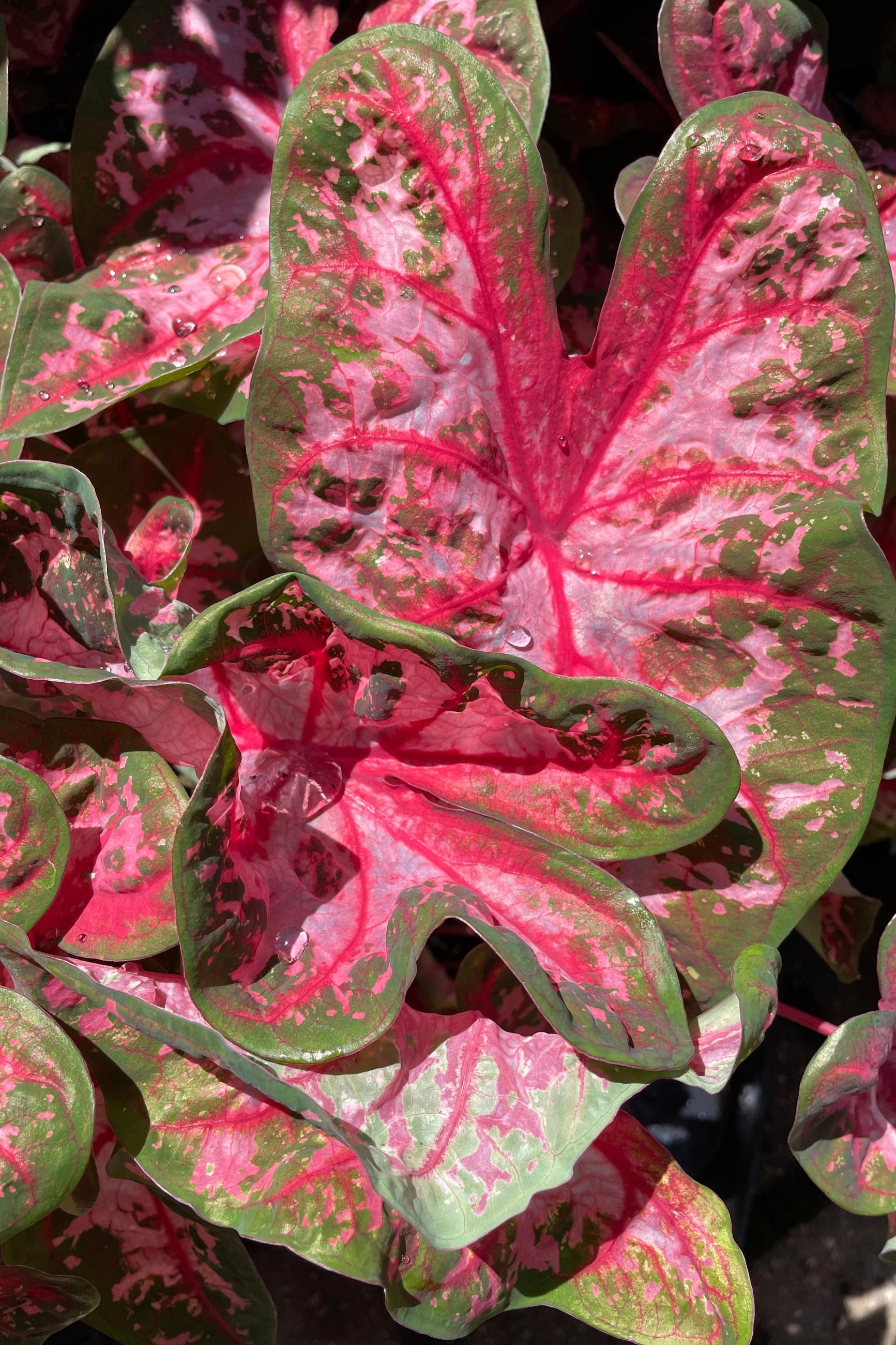 Caladium (assorted) 6"