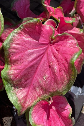 Caladium (assorted) 6" decorative flowerpot  