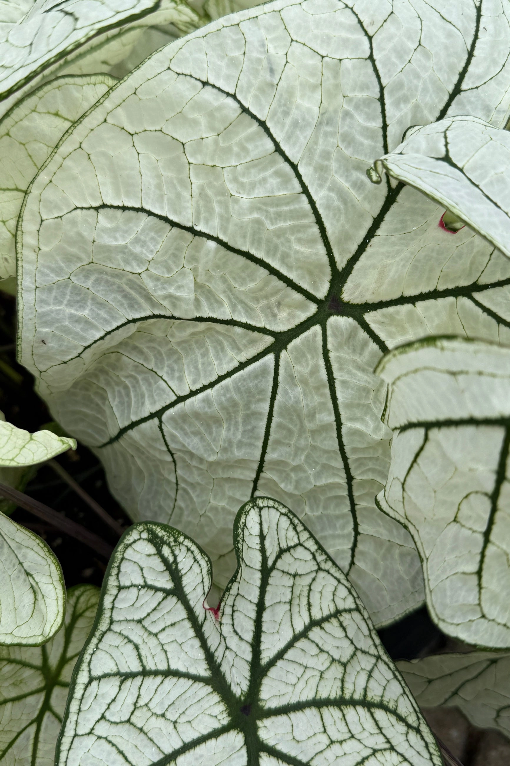 Caladium (assorted) 6"