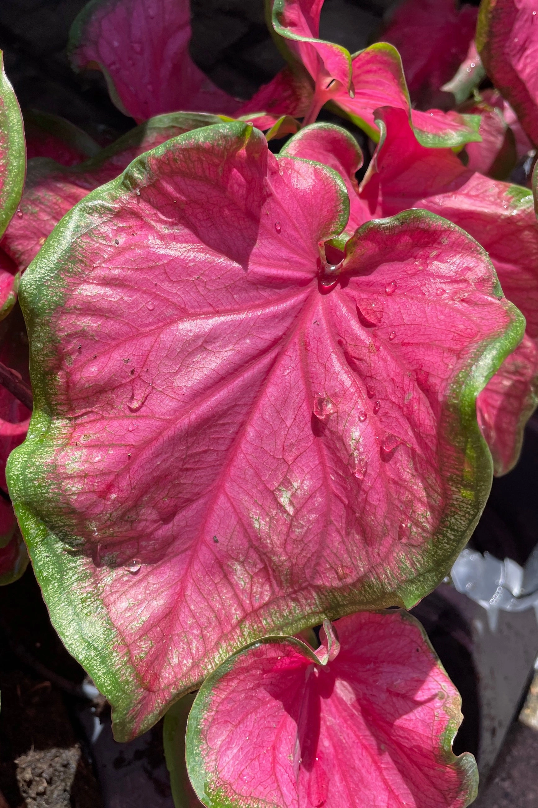 Caladium (assorted) 6" decorative flowerpot  