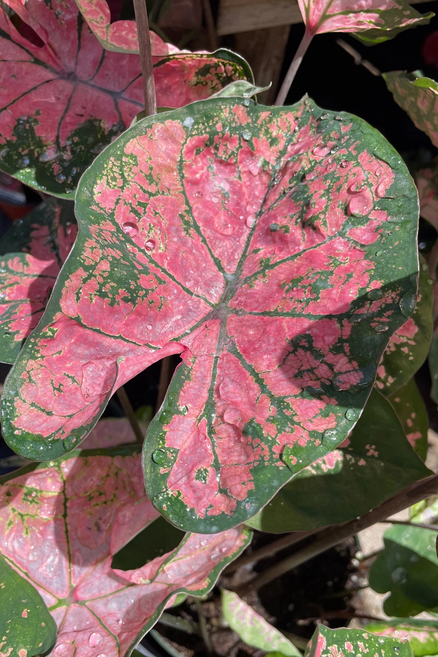 Caladium (assorted) 6"