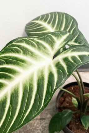 Caladium lindenii 'Magnificum' 6" medium flower pot  