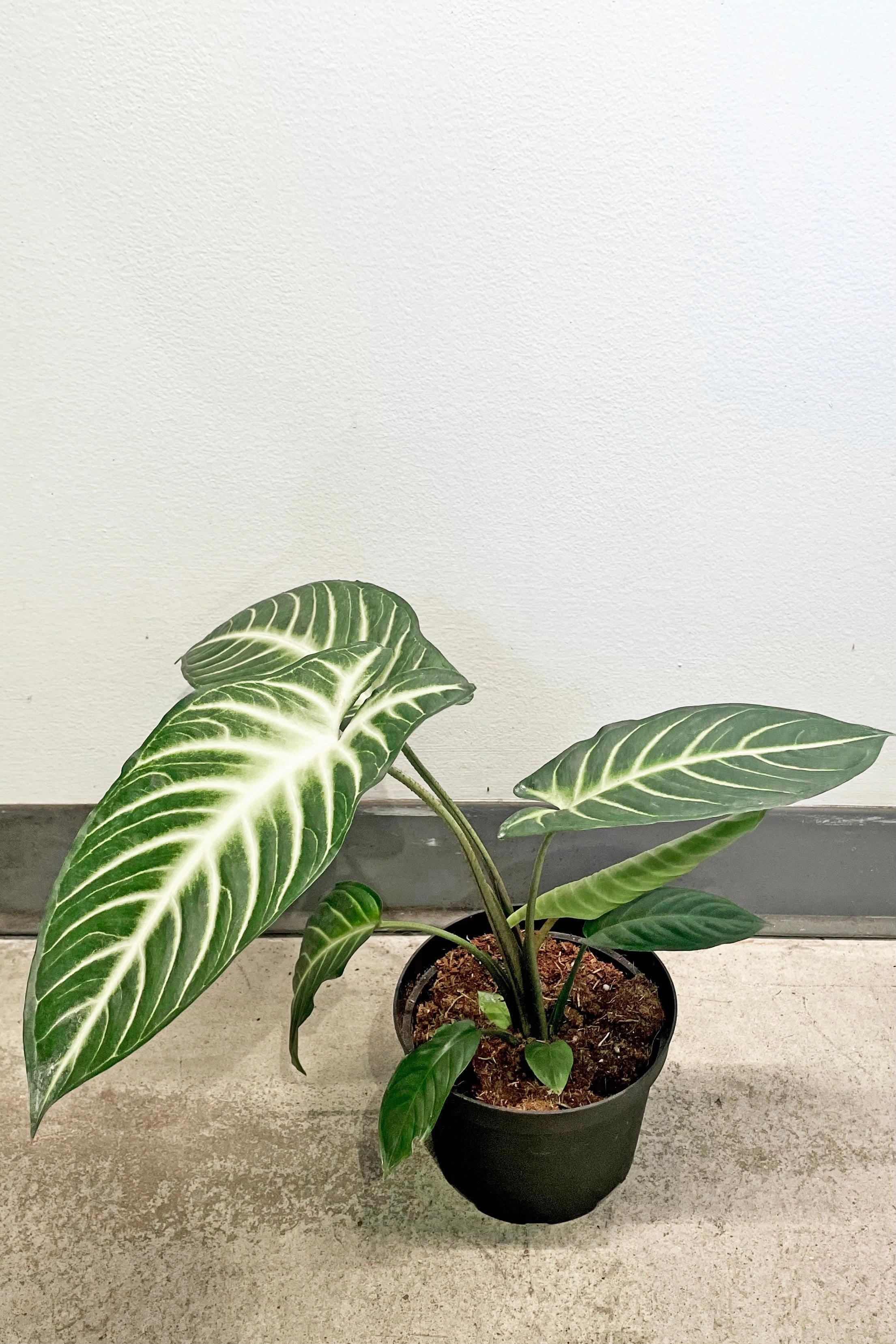 Caladium lindenii 'Magnificum' 6"