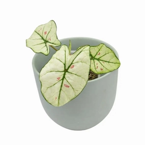 Caladium Strawberry Star large flower pot  