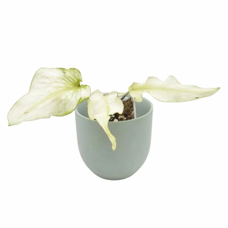 Caladium white lance-leaf large flower pot  